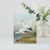Carte Postale cigogne blanche, illustrations d'oiseaux (Debout devant)