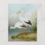 Carte Postale cigogne blanche, illustrations d'oiseaux (Devant)