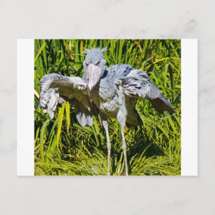 Carte Postale Cigogne de Shoebill