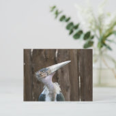 Carte Postale Cigogne marabou (Debout devant)