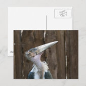 Carte Postale Cigogne marabou (Devant / Derrière)