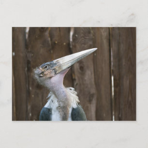 Carte Postale Cigogne marabou