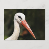 Cigogne - symbole de Strasbourg et d'Alsace, Franc
