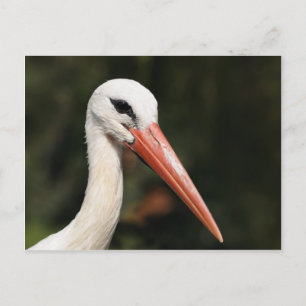 Carte Postale Cigogne - symbole de Strasbourg et d'Alsace, Franc