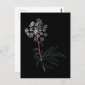 Carte Postale Ciguë aquatique (Devant / Derrière)