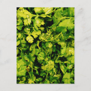 Carte Postale Cilantro / Coriander Feuilles