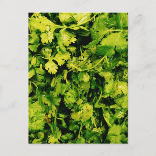 Carte Postale Cilantro / Coriander Feuilles (Devant)