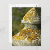 Carte Postale Cimetière couvert de Lichen Obelisk (Devant / Derrière)