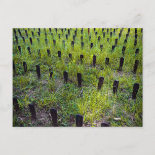 Carte Postale Cimetière de Red Hill - Pierres tombales rouillées