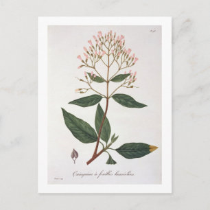 Carte Postale Cinchona de "Phytographie Medicale" de Joseph Ro