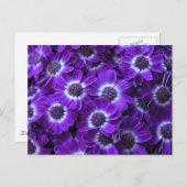 Carte Postale Cinéérarias blanc violet (Devant / Derrière)