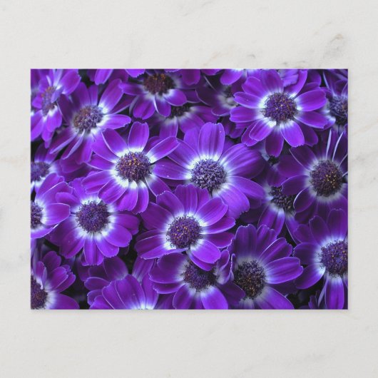 Carte Postale Cinéérarias blanc violet (Devant)