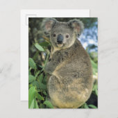 Carte Postale Cinereus de koala, de Phascolarctos), mis en (Devant / Derrière)