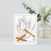 Carte Postale Cinnamon Spice Materia Medica Monograph Herbal (Debout devant)