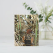 Carte postale Cinnamon Turquoise Pair (Debout devant)
