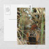 Carte postale Cinnamon Turquoise Pair (Devant / Derrière)