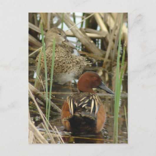 Carte postale Cinnamon Turquoise Pair (Devant)