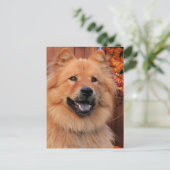 Carte Postale Cinny - Chow Chow Photo-12 (Debout devant)