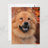 Carte Postale Cinny - Chow Chow Photo-12 (Devant / Derrière)