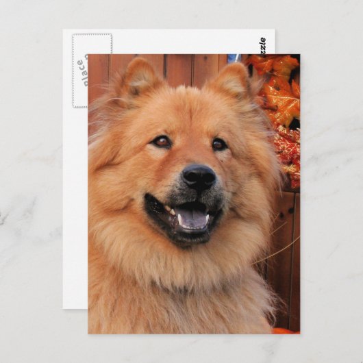 Carte Postale Cinny - Chow Chow Photo-12 (Devant / Derrière)