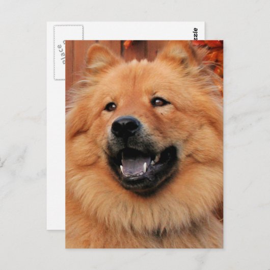 Carte Postale Cinny - Chow Chow Photo - 5 (Devant / Derrière)