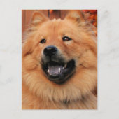 Carte Postale Cinny - Chow Chow Photo - 5 (Devant)