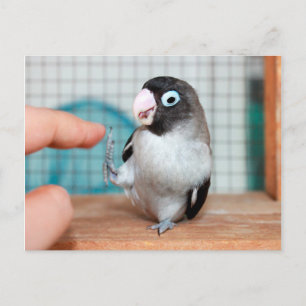 Carte Postale Cinq !