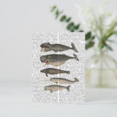 Carte Postale Cinq baleines Vintages (Debout devant)