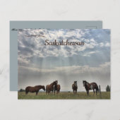 Carte Postale Cinq chevaux à Mortlach Saskatchewan Canada (Devant / Derrière)