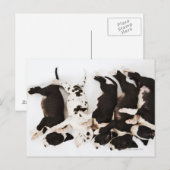 Carte Postale Cinq chiots Harlequin Great Dane dormant dans (Devant / Derrière)