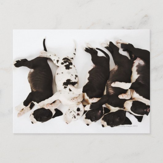 Carte Postale Cinq chiots Harlequin Great Dane dormant dans (Devant)
