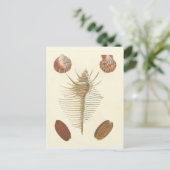 Carte Postale Cinq d'un coquillage (Debout devant)