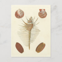 Cinq d'un coquillage