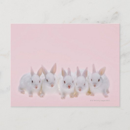 Carte Postale Cinq lapins 2 (Devant)