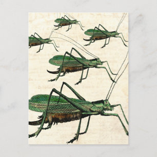 Carte Postale Cinq sauterelles vertes ou Katydids
