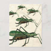Carte Postale Cinq sauterelles vertes ou Katydids (Devant)