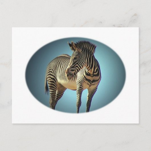 Carte postale circulaire Zebra (Devant)
