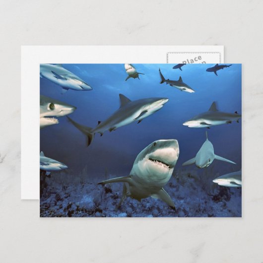 Carte Postale Circuler pour tuer (Devant / Derrière)