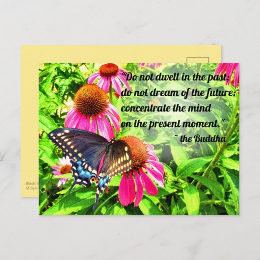 Carte Postale Citation Bouddha Black Swallowtail Butterfly Flowe (Devant / Derrière)