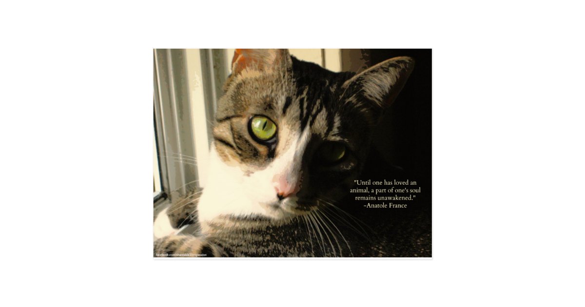 Carte Postale Citation D Animaux De Chat Tigre Et D Amour Zazzle Be