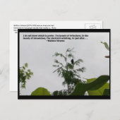 Carte Postale Citation de Wallace Stevens (Devant / Derrière)