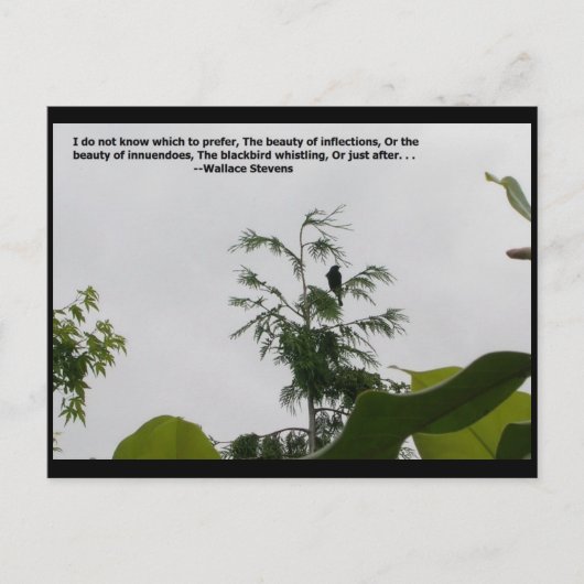 Carte Postale Citation de Wallace Stevens (Devant)