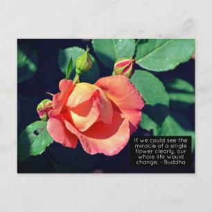 Carte Postale Citation Motivationnelle Rose rose