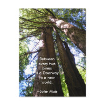 Citation Muir de Redwood Trees