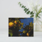 Carte Postale Citron (Debout devant)