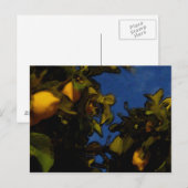Carte Postale Citron (Devant / Derrière)