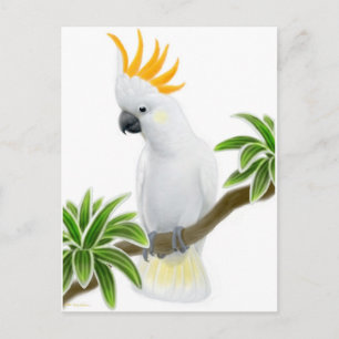 Carte Postale Citron Crested Cockatoo