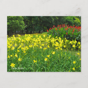 Carte Postale Citron Daylilyポ[Carte Postale] Afficher カ Afficher