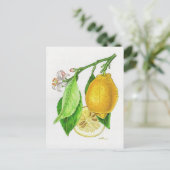 Carte postale Citron « Limonier ferraris » (Debout devant)