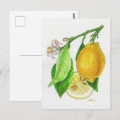 Carte postale Citron « Limonier ferraris » (Devant / Derrière)